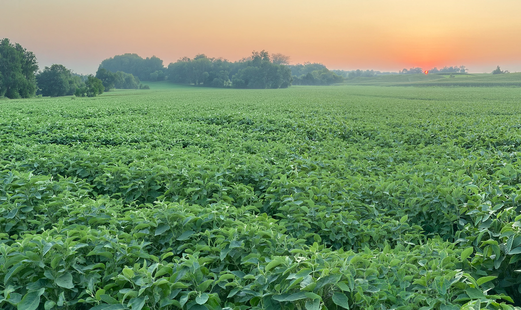 Daryl Schmitt standing smiling in front of a field of greenery on a farm during sunrise